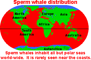 Captian R. reccomend Pictures of sperm whale environment