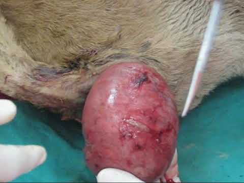 Canine anus prolapse