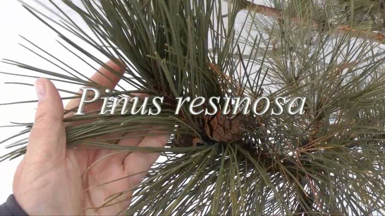 Butterfly reccomend Pruning a mature jack pine tree