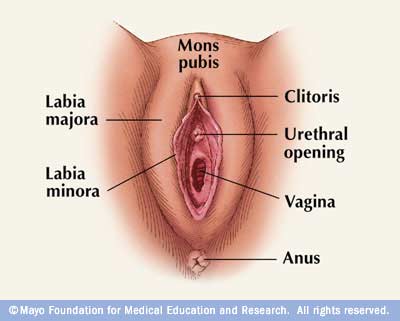 Zenith reccomend Wher is the clitoris