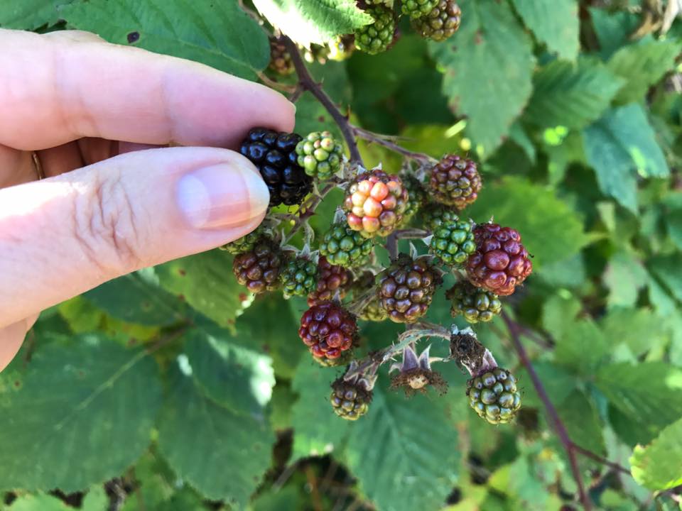 best of September in Berries mature that