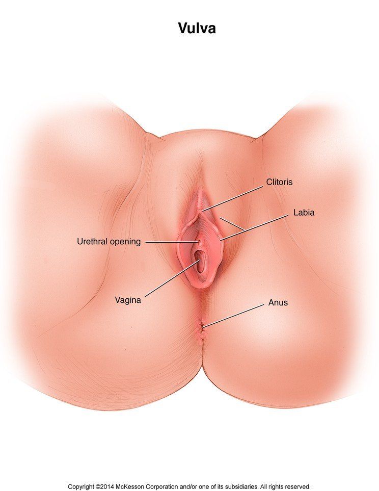 Rosebud reccomend Vagina vulva pics