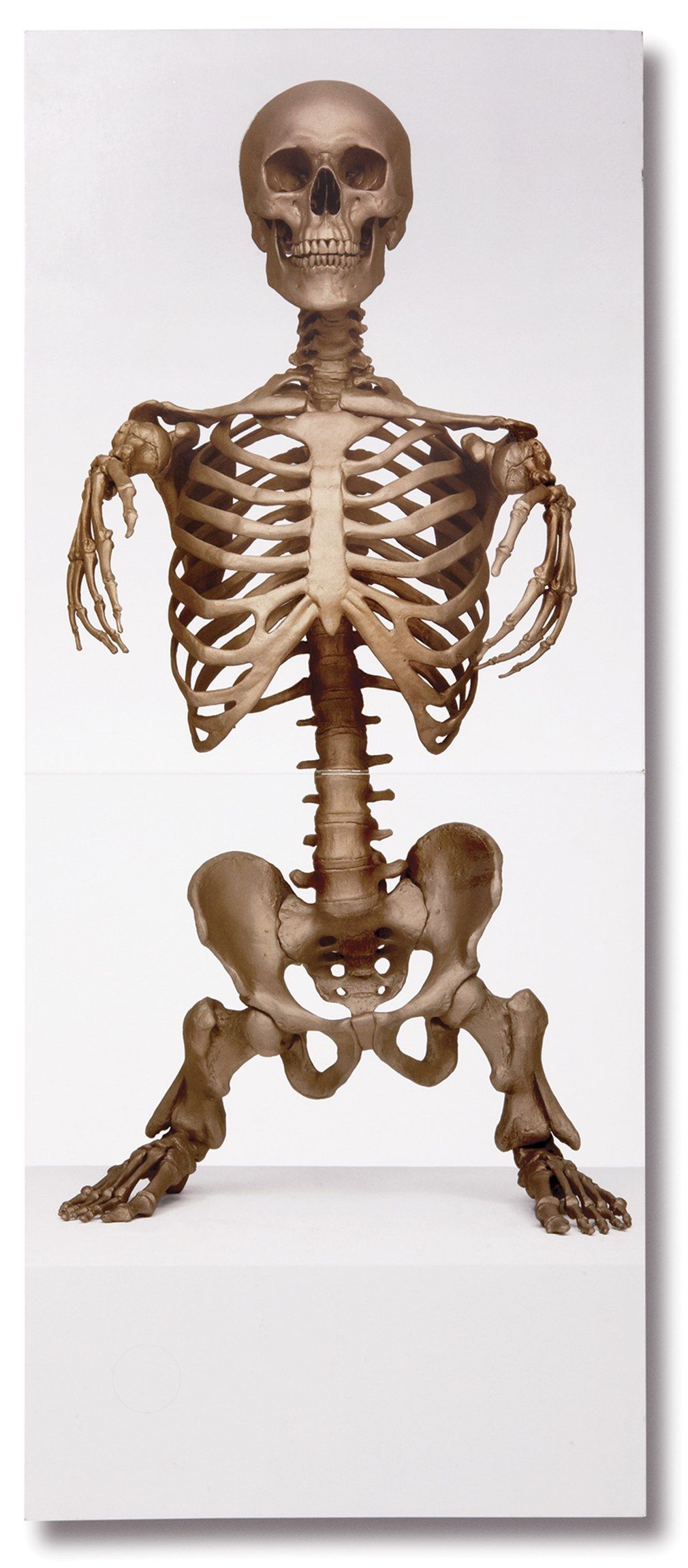 best of Pics Midget anatomay