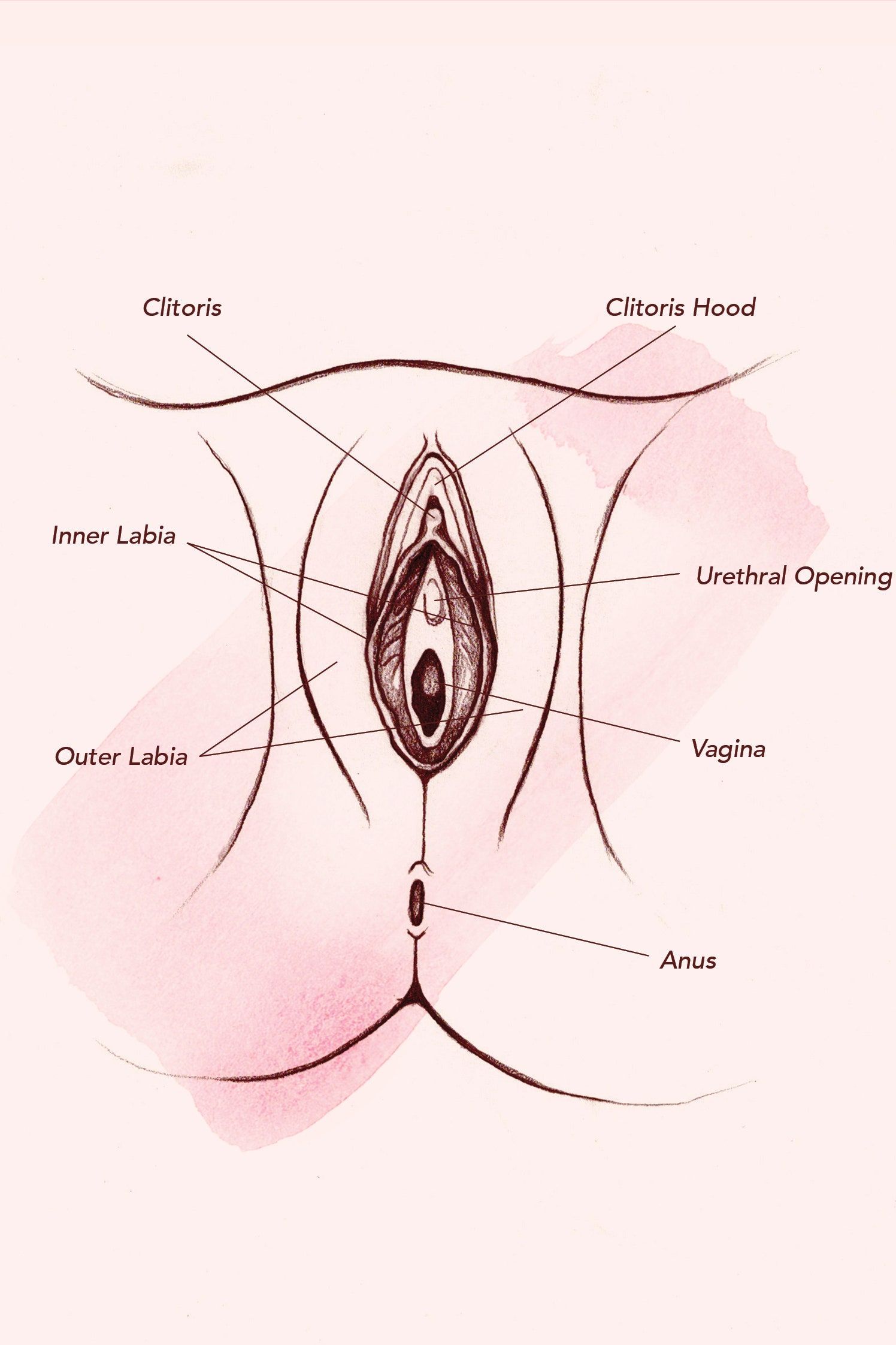 Vagina vulva pics photo