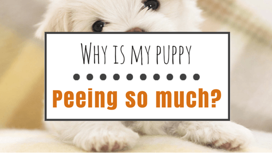 Mega reccomend Puppy peeing a lot