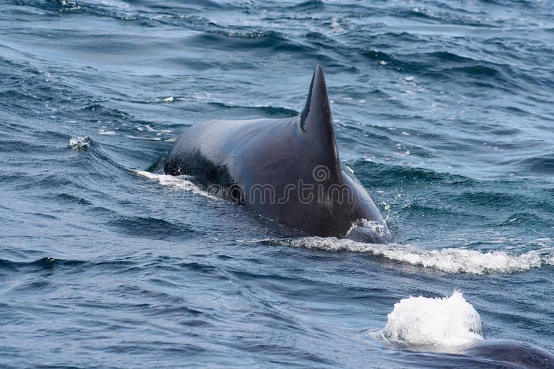 best of Hunting Sperm whale