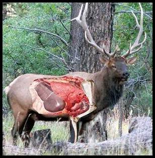 best of Elk an shoulder to Penetration