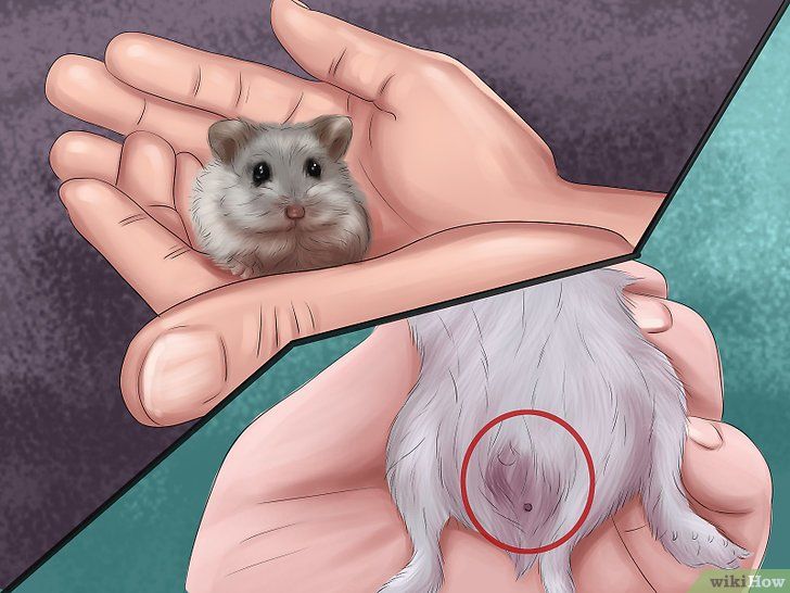 Scuttlebutt reccomend Sex with hamsters