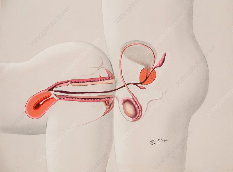 Anatomy sex position