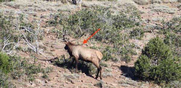 best of Elk an shoulder to Penetration