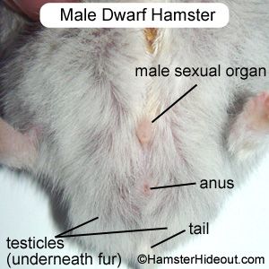 best of With hamsters Sex