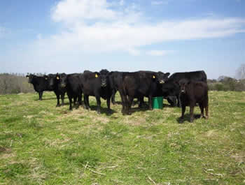 best of Lick Organic tubs cattle