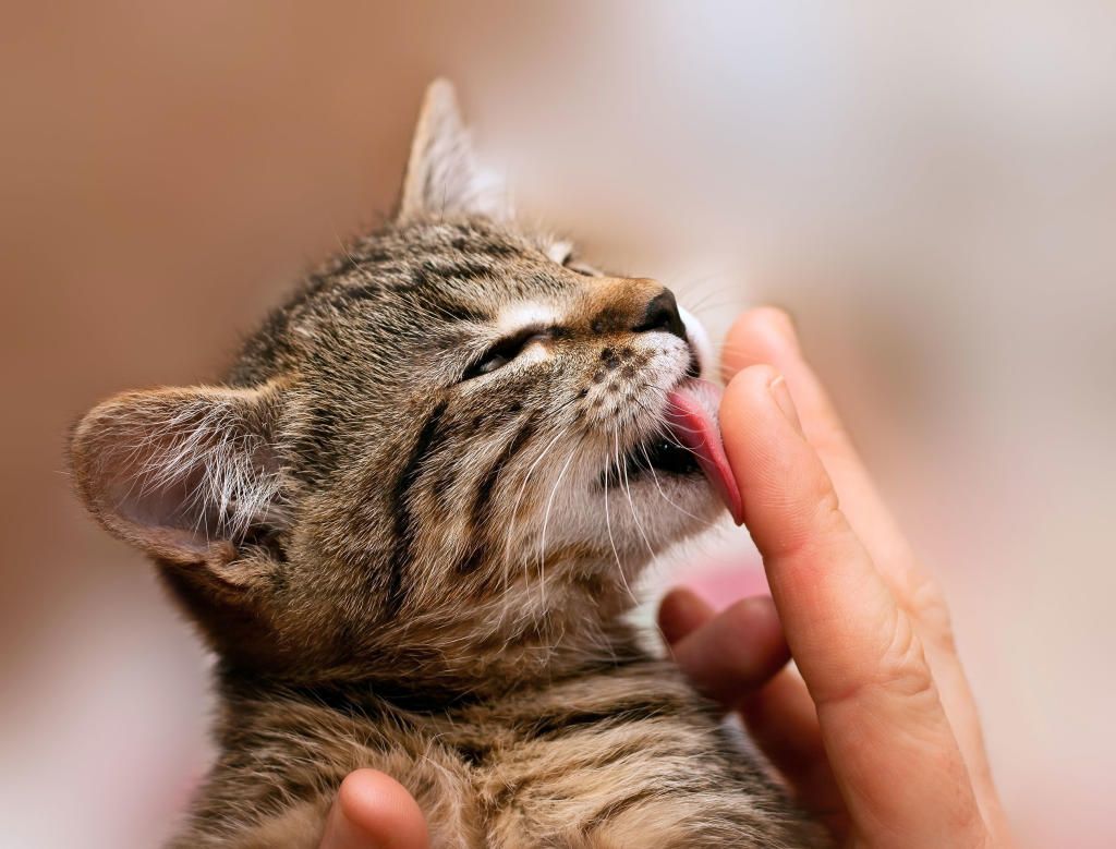 Cats that lick all the time
