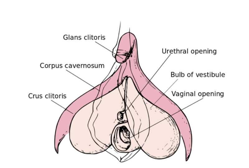 Do women see thier clitoris easy