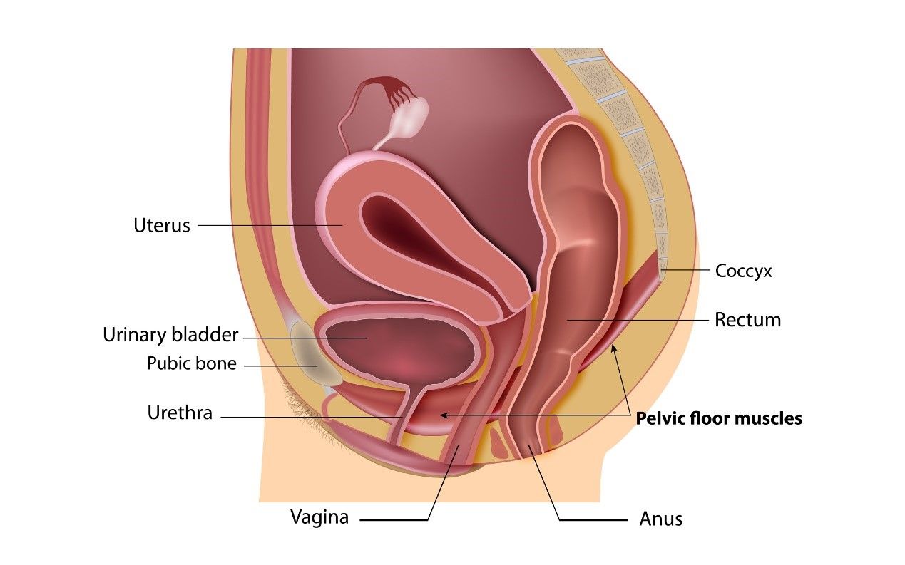 Rolly P. reccomend Vagina vulva pics