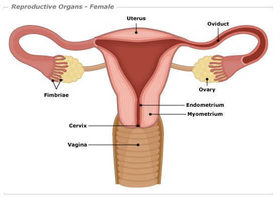 Buzz reccomend Human female sex organ