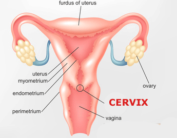 best of Penetration sex Cervical