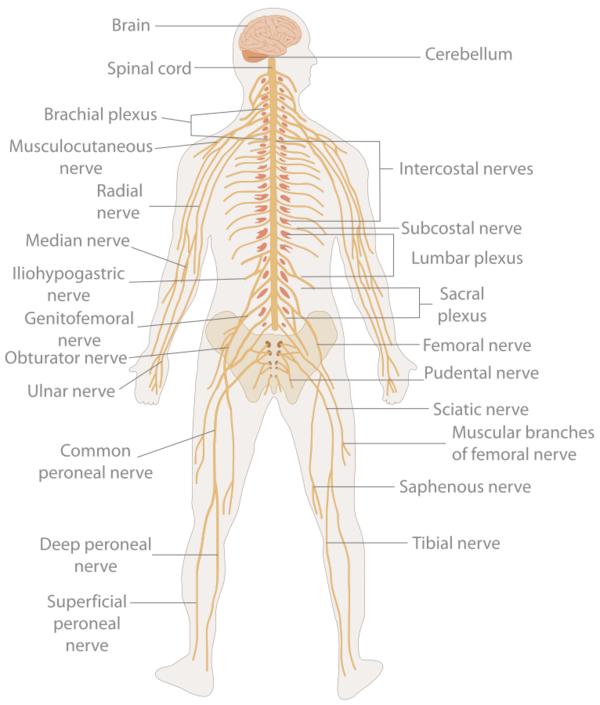 Pinched nerve and facial numbness