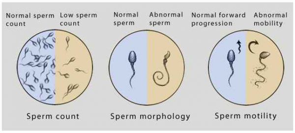 Vitamins and sperm morphology