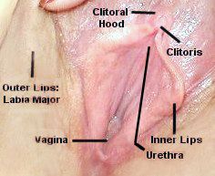 Guide to clit licking