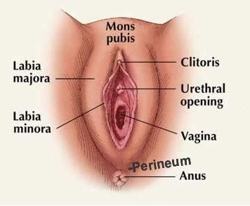 About female vagina