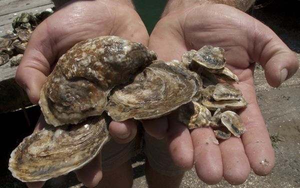 Knuckleball reccomend Asian oyster envionmentalist