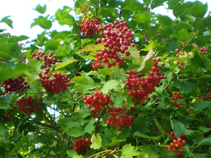 Berries that mature in september