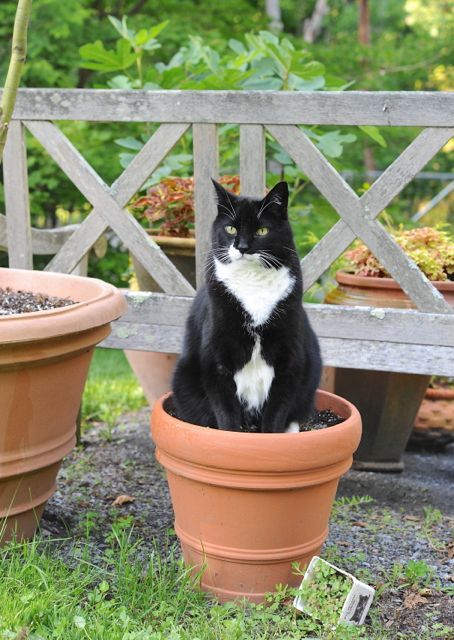 best of Peeing plants Cat in