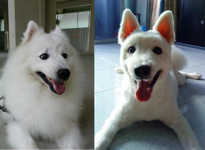 Petunia reccomend Shaved japanese spitz