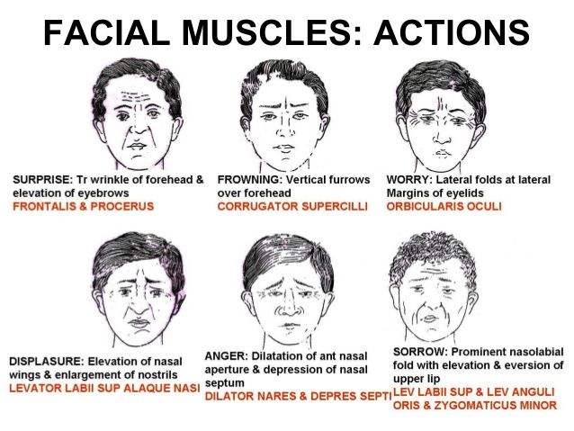 Uncle reccomend Clinical anamtomy of facial muscles