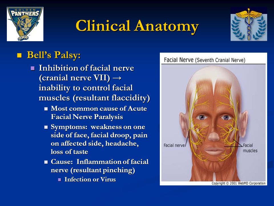 best of Facial muscles anamtomy of Clinical