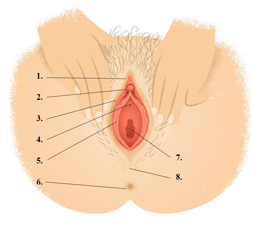 best of Vulva pics Vagina