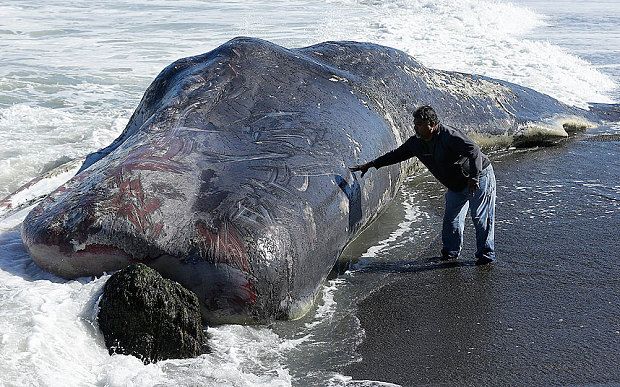 Opal reccomend Giant sperm whale