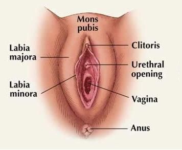 best of El clitoris Estimular