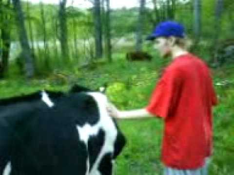 Boy Fuck Cow
