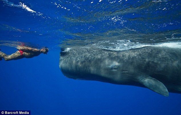 best of Sperm whale Giant