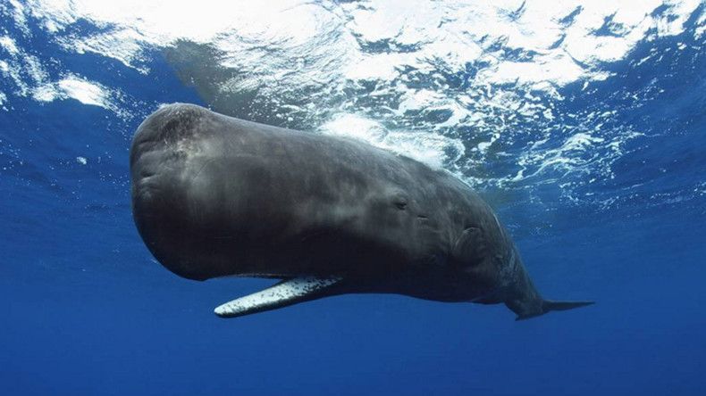 Gingersnap reccomend Giant sperm whale