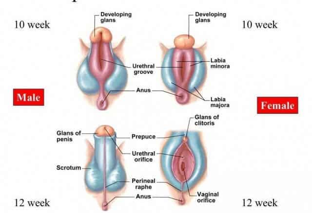 In a fetus which sex organ is developed first