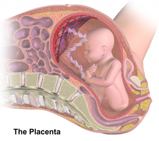 Low lying placenta orgasm
