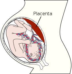 Bloomer reccomend Low lying placenta orgasm