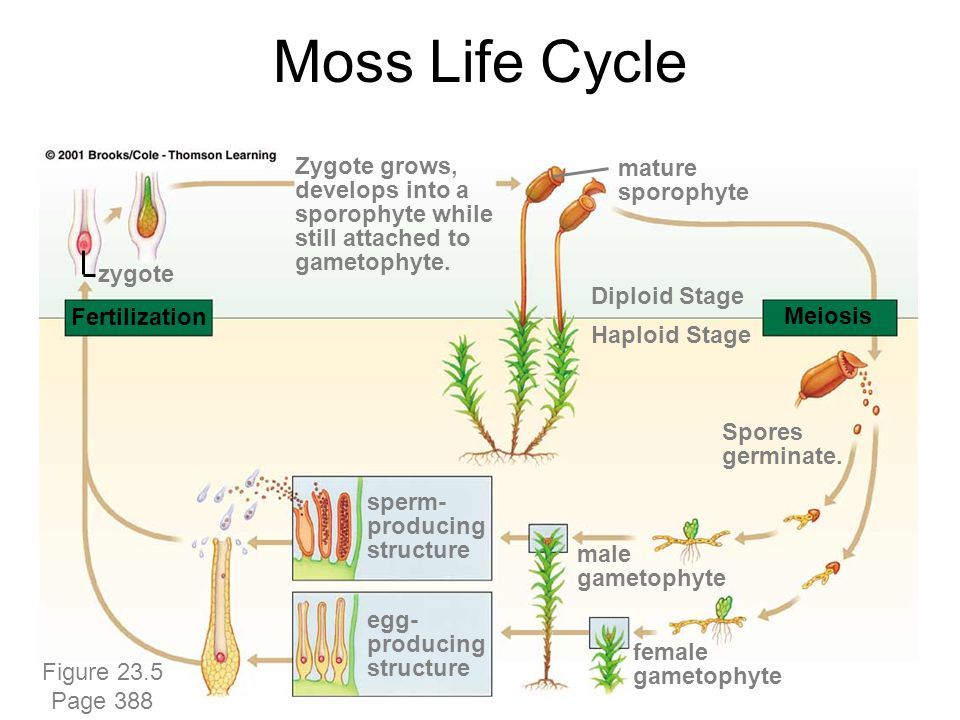 best of Sporophyte Mature moss