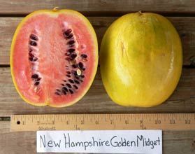 Minty reccomend New hampshire midget watermelon