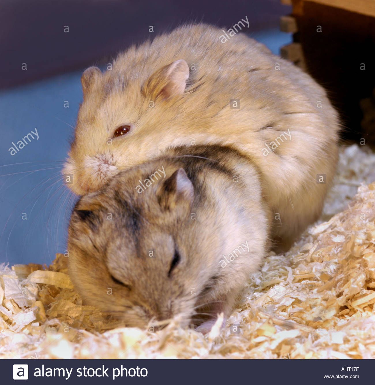 Tequila reccomend Sex with hamsters