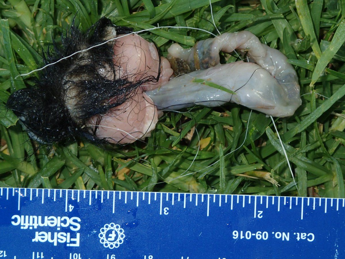 Skunk anal glands photo