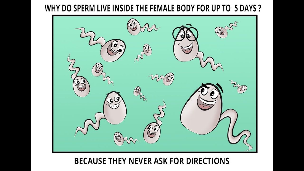 Sperm lives in females body