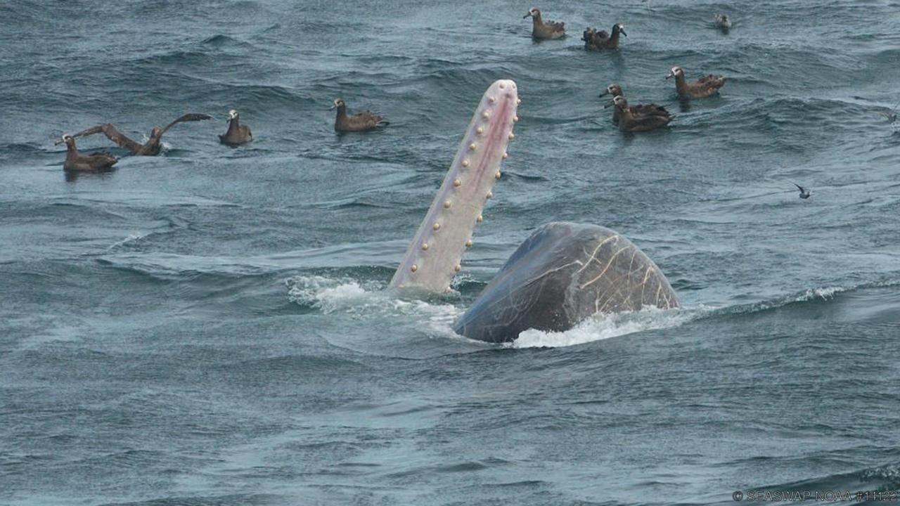 Jessica R. reccomend Sperm whale hunting