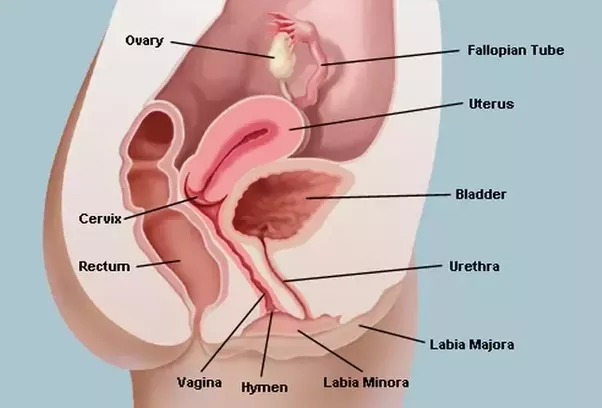 Vulva and penis